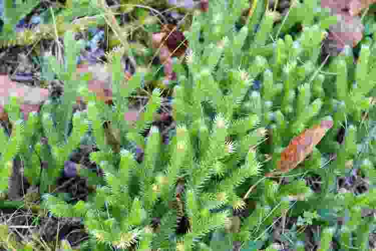 Bryophyte Bryophytes