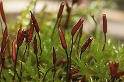 Bryopsida Bryopsida Wikispecies