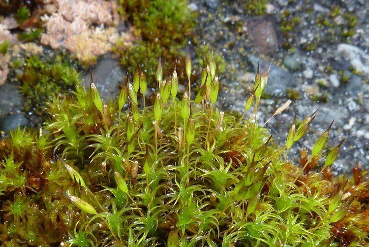 Bryopsida Class Bryopsida Introduction to Bryophytes