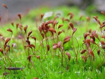 Bryopsida Danish Mosses