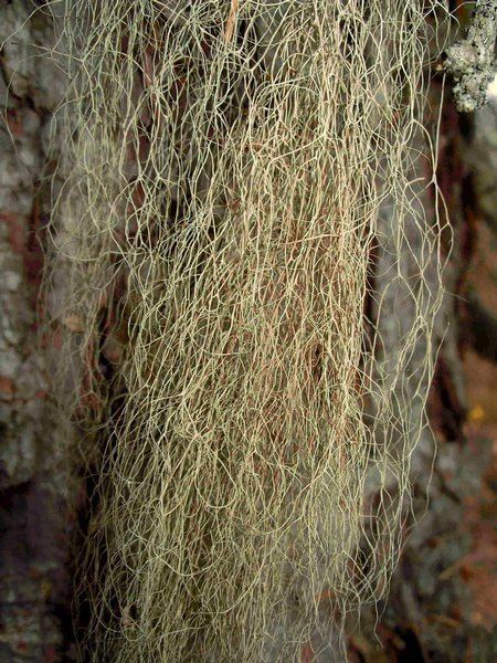 Bryoria Ways of Enlichenment Lichens of North America