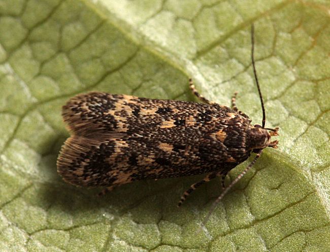 Bryotropha Hants Moths 35047 Bryotropha affinis
