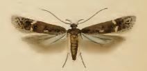 Bryotropha affinis httpsuploadwikimediaorgwikipediacommonsdd