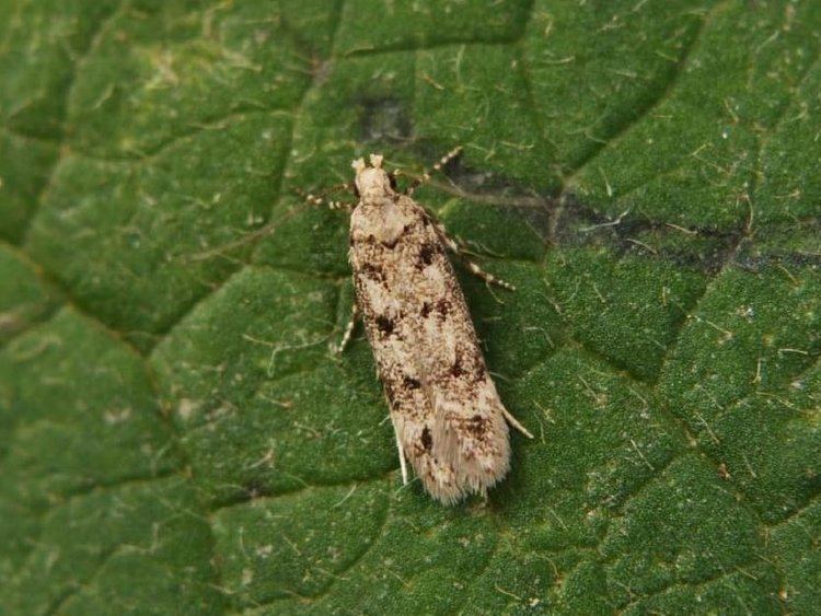 Bryotropha domestica Bryotropha domestica House Groundling Norfolk Micro Moths The