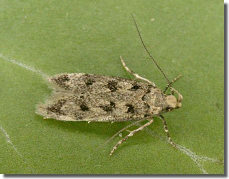 Bryotropha domestica Hants Moths 35038 Bryotropha domestica