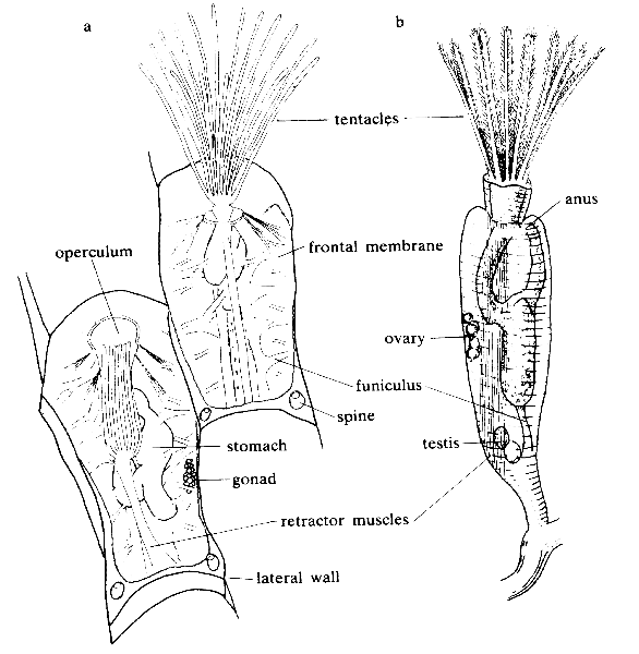 Bryozoa Introduction to the Bryozoa