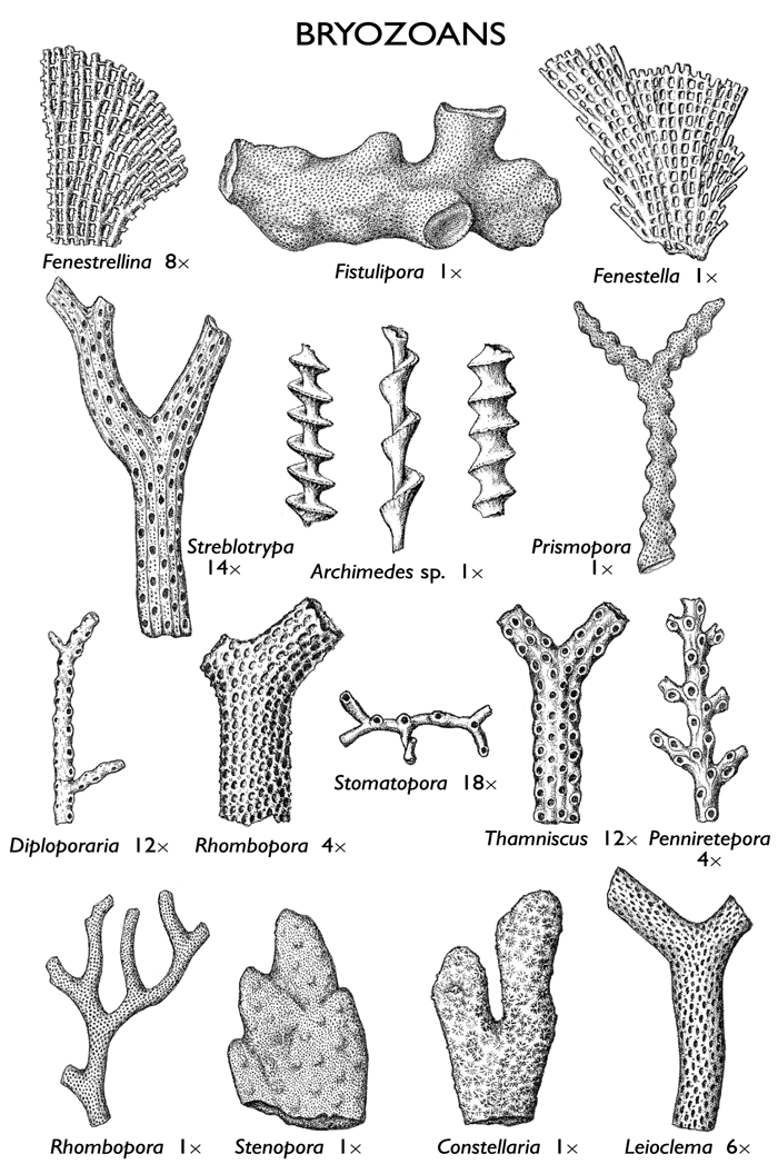 Bryozoa Illinois State Geological Survey Bryozoans ISGS