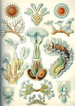 Bryozoa httpsuploadwikimediaorgwikipediacommonsthu