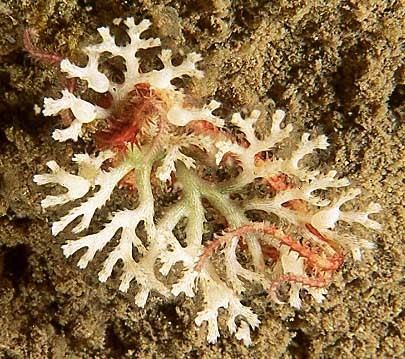 Bryozoa Bryozoa