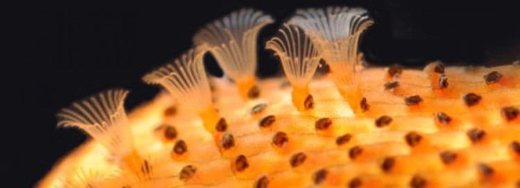 Bryozoa Bryozoa This site is a broad overview of Bryozoa written by