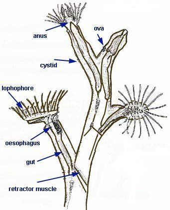 Bryozoa Bryozoa