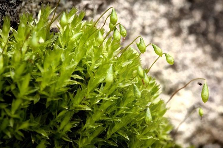 Bryum mossBryum caespiticium Ohio Moss and Lichen Association