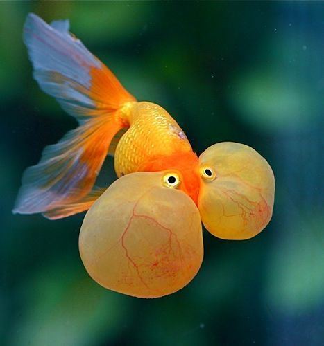 Bubble Eye 1000 ideas about Bubble Eye Goldfish on Pinterest Goldfish