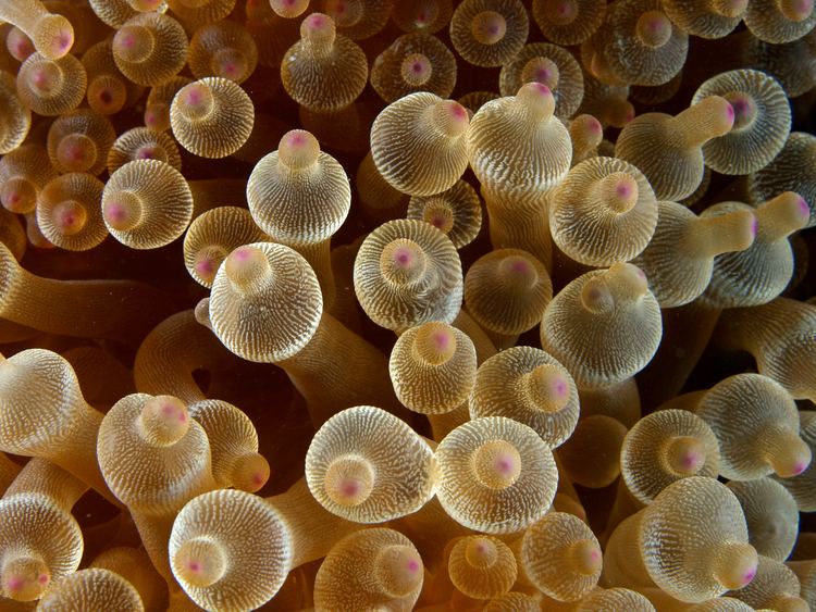 Bubble-tip anemone httpsuploadwikimediaorgwikipediacommons44