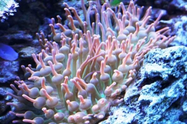 Bubble-tip anemone Bubble Tip Anemone Reef Aquarium