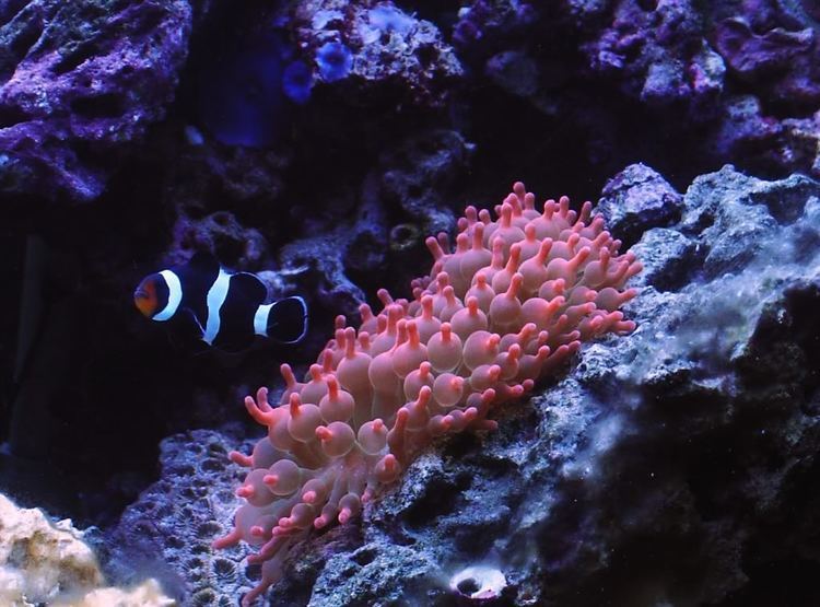 Bubble-tip anemone Bubble Tip Anemone Reef Aquarium