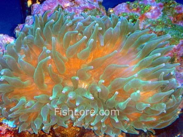 Bubble-tip anemone Bubble Tip Anemone