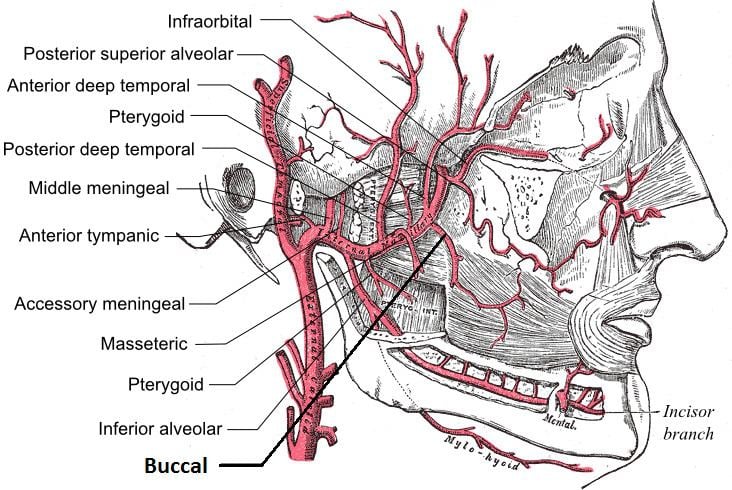 Buccal artery