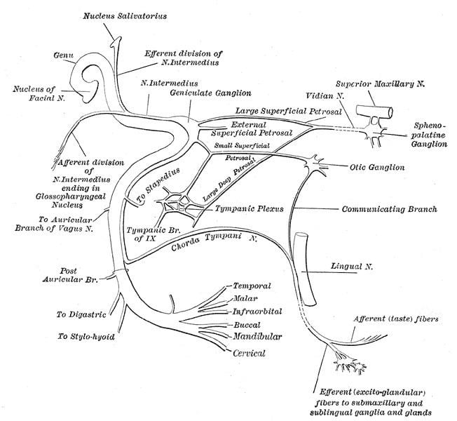 Buccal branches of the facial nerve