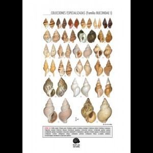 Buccinidae Plate 034Family Buccinidae I IBERUS SHELLS