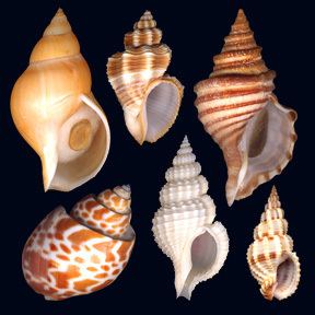 Buccinidae 1000 images about Buccinidae family Whelks and Neptunes on Pinterest