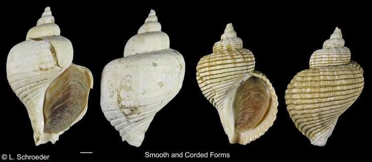 Buccinidae Gastropods Buccinidae