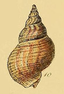 Buccinum ciliatum httpsuploadwikimediaorgwikipediacommonsthu