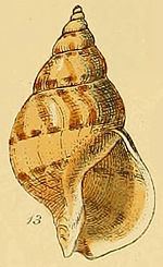 Buccinum humphreysianum httpsuploadwikimediaorgwikipediacommonsthu