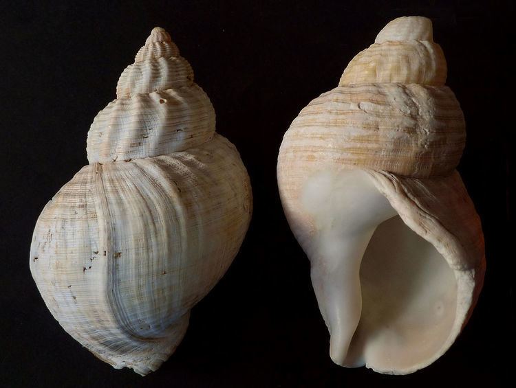 Buccinum undatum FileBuccinum undatum Wellhornschneckejpg Wikimedia Commons