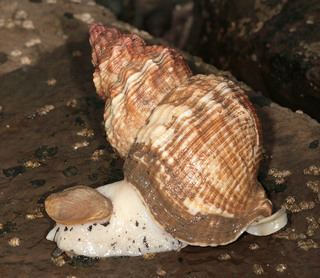 Buccinum undatum Buccinum undatum Linnaeus 1758 Discover Life