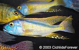 Buccochromis rhoadesii Cichlid Profiles