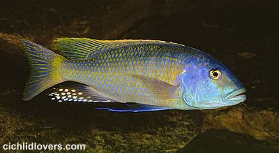 Buccochromis rhoadesii Buccochromis rhoadesii quotYellow Lepturusquot