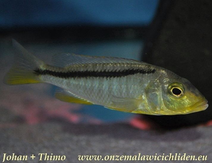 Buccochromis rhoadesii Onze Malawicichliden