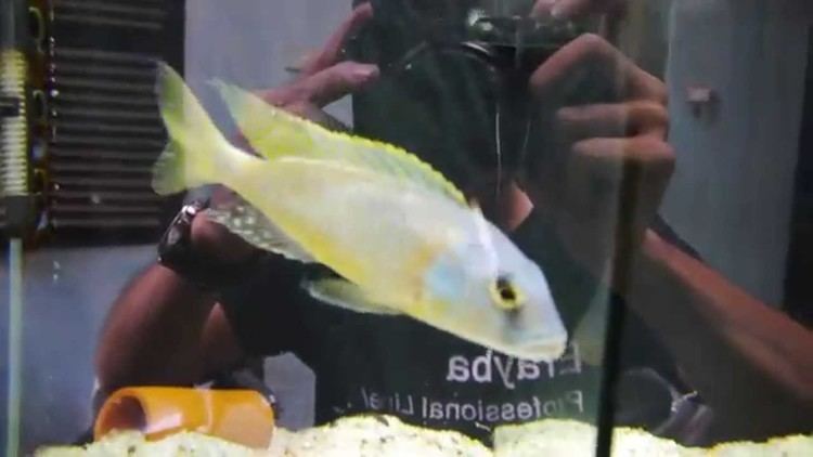 Buccochromis rhoadesii httpsiytimgcomviWux6VyZr2icmaxresdefaultjpg