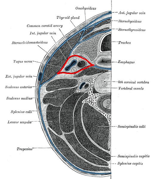 Buccopharyngeal fascia