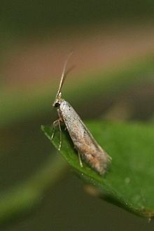 Bucculatricidae httpsuploadwikimediaorgwikipediacommonsthu