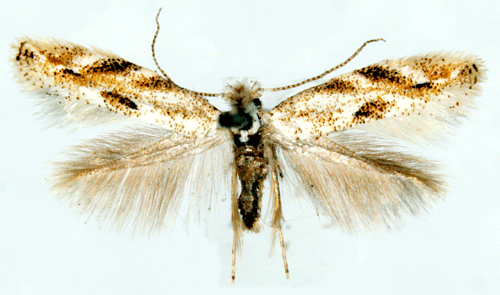 Bucculatrix bechsteinella Bucculatrix bechsteinella Insecta Lepidoptera Bucculatricidae