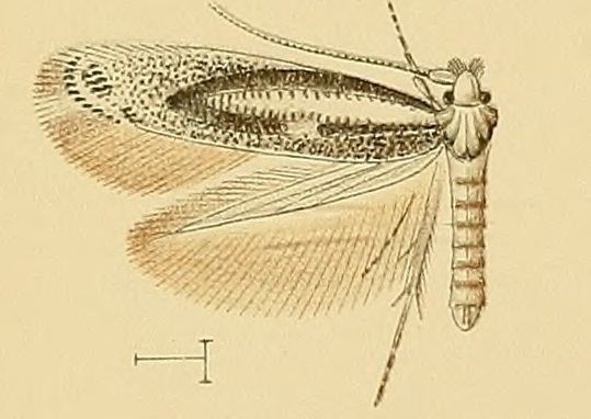 Bucculatrix canariensis