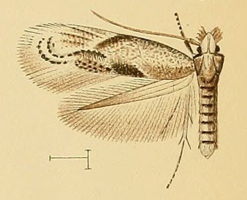 Bucculatrix phagnalella