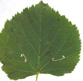 Bucculatrix thoracella Bucculatrix thoracella Lepidoptera Bucculatricidae in Leaf and