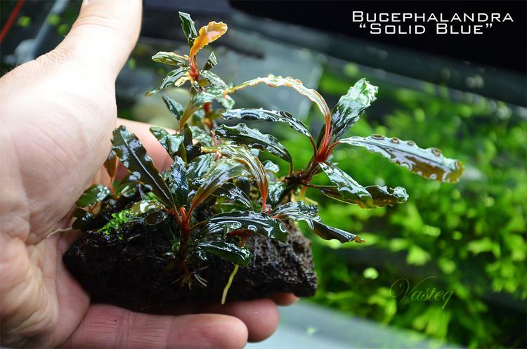 Bucephalandra Bucephalandra all in one Plant Physiology amp Emersed Culture