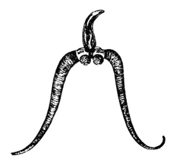 Bucephalus (trematode) httpsuploadwikimediaorgwikipediacommons66