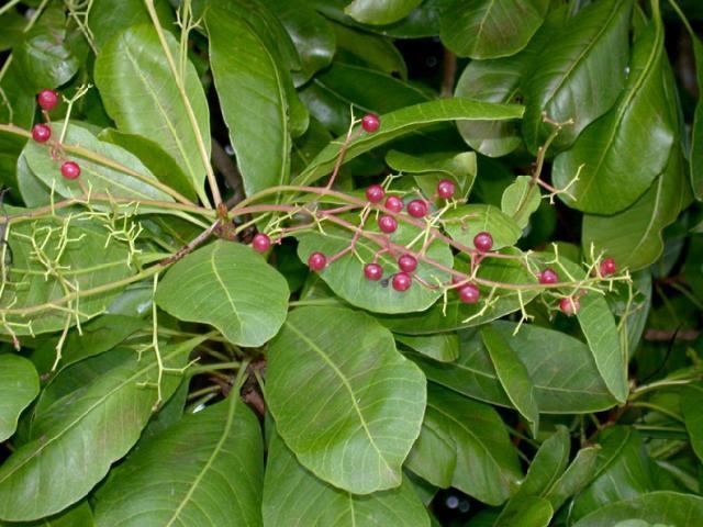 Buchanania arborescens Customary Medicinal Knowledgebase