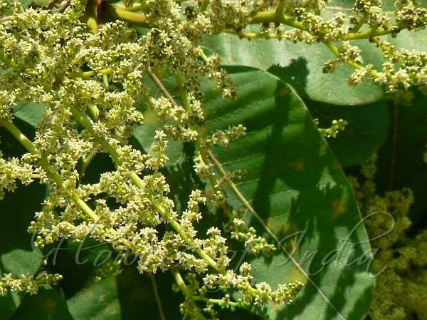 Buchanania lanzan 76 Chironji seeds useful in GU problemsGleet Herbal remedies