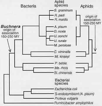 Buchnera (bacterium) Buchnera Aphids