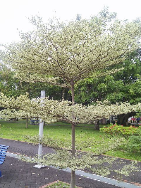 Bucida bucida molineti geometry tree with tiered branches