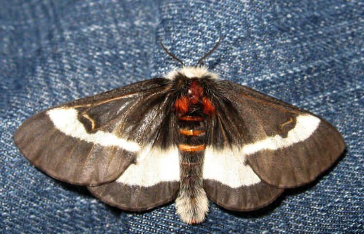 Buck moth Buck Moth What39s That Bug