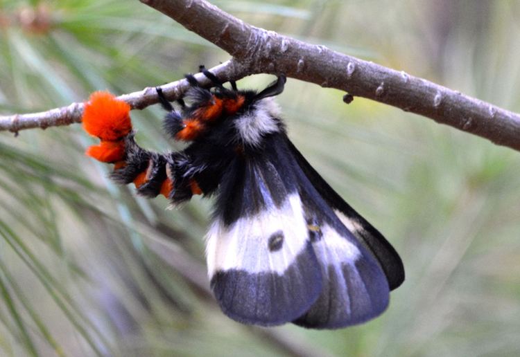 Buck moth Buck Moth Harbinger of Autumn What39s That Bug