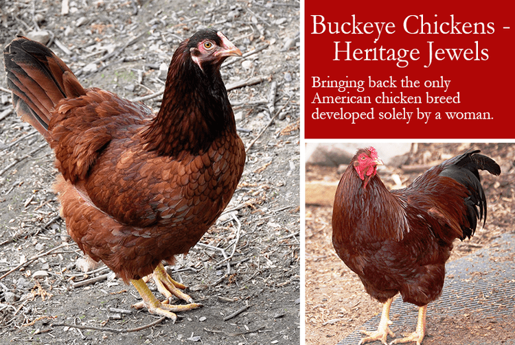 Buckeye chicken Buckeye Chickens Heritage Jewels From Scratch Magazine