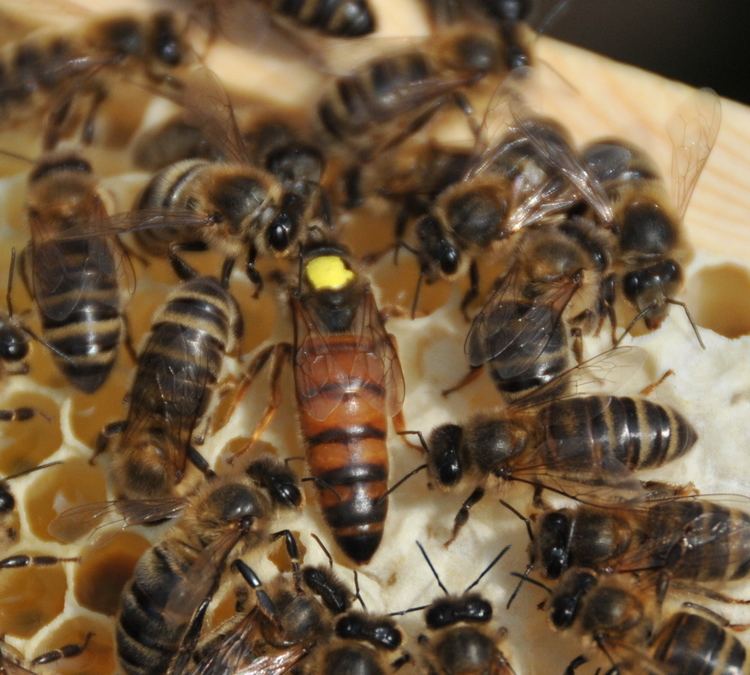 Buckfast bee OverWintered Buckfast Queen Bee Honeyfields Bee Farm